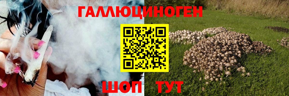 Курчатов  Псилоцибиновые грибы Psilocybe  Вход с VPN 